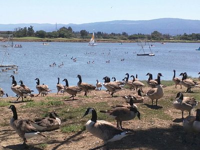 Bay Trail